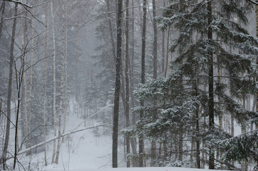 Fototapeta premium forest in winter