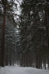 winter in the forest