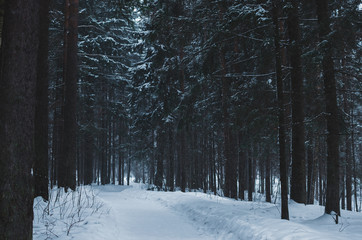 winter in the forest