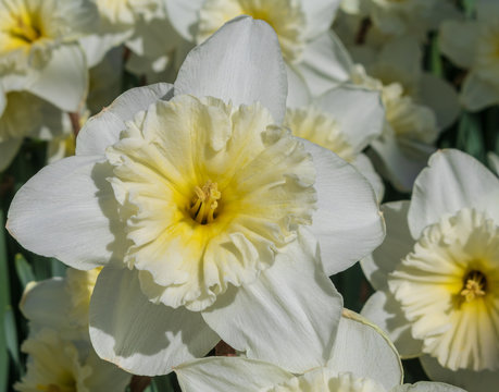 Daffodil "Mount Hood" in bloom