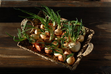 Many onion bulbs with fresh green spring leaves are in a square basket on a wooden brown kitchen table. On a black background. Lit by sunlight.