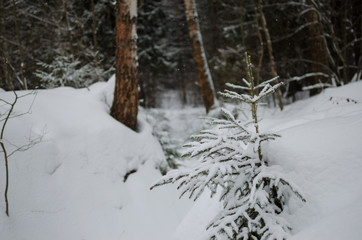 winter in the forest