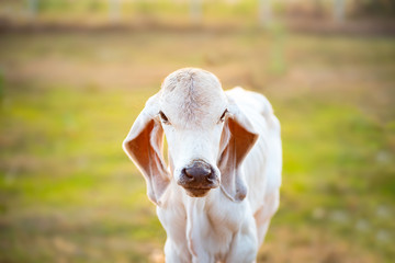 White calf in the organic farm, livestock in Thailand