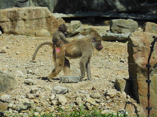 動物園のヒヒ