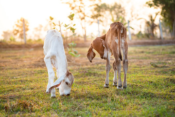 Two calf walking in grazing, livestock in Thailand