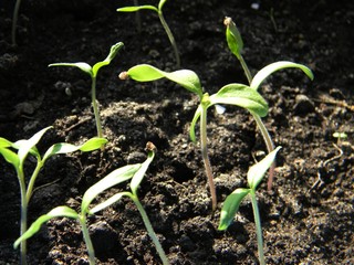 omato seedlings. young tender green tomato sprouts. Young growth. Saplings, shoots. Soil