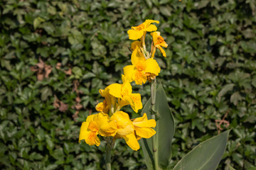 Obraz premium Yellow Canna flower in dark background