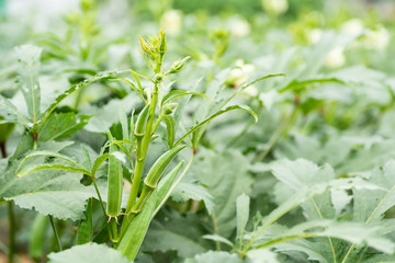 Green okra plant growing in organic vegetable garden