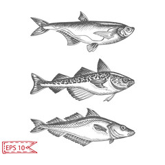 Hand drawn sketch illustration with fish. Wildanimal vector. Restaurant food card for seafood menu.