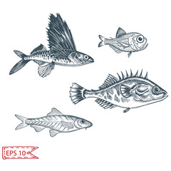 Hand drawn sketch illustration with fish. Wildanimal vector. Restaurant food card for seafood menu.