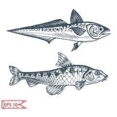 Hand drawn sketch illustration with fish. Wildanimal vector. Restaurant food card for seafood menu.
