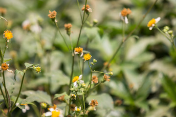 small white  flower