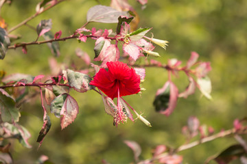 Close up of red Hibiscus rosa-sinensis