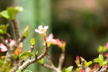 Cactus and flowers in the garden, nature background