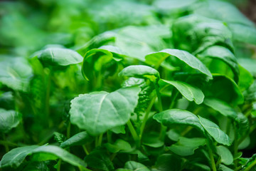 Baby lettuce and fresh spring green leafy vegetable seedlings in rich soil