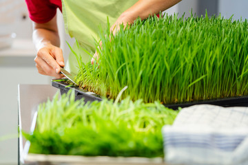 Gardener harvesting wheatgrass