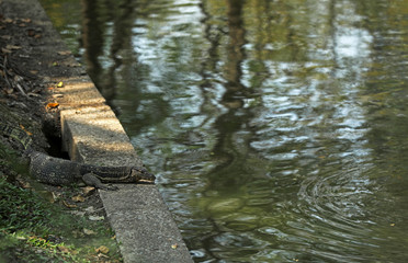 Waran in Bangkok Thailand Asien