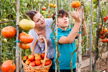 Young woman gardener with boy  picking tomatoes to basket  in  sunny garden