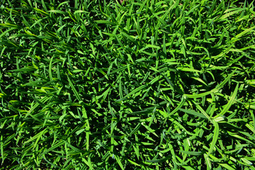 clover background spring flower nature