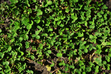 clover background spring flower nature