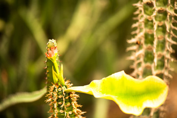 Cactus and flowers in the garden, nature background