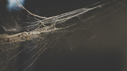 spider in its web