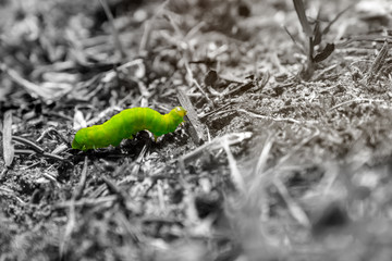 green worm outdoor in the grass isolated on a black e white background