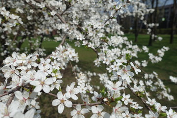 Myrobalan plum branches in bloom in spring