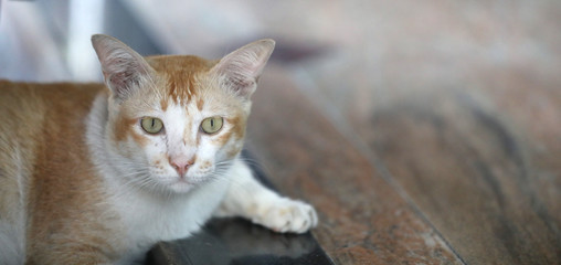 Katze in Bangkok Thailand