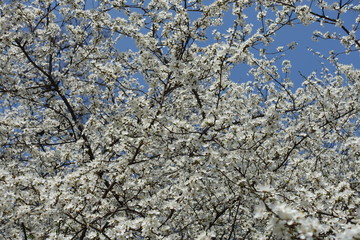 Fototapeta premium Pure white flowers of Prunus cerasifera against blue sky