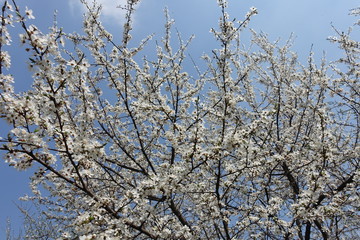Upright branches of Prunus cerasifera with white flowers against blue sky