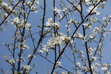 Vertical branches of blossoming Prunus cerasifera tree against blue sky