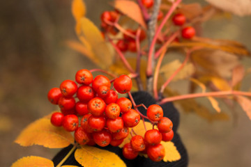 Autumn rowan