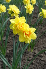 Obraz premium Big yellow and orange double flowers of daffodils