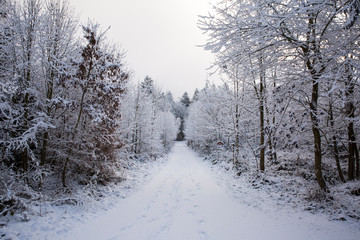 Fototapeta na wymiar winterwald