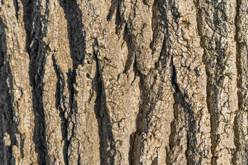 tree bark texture background closeup