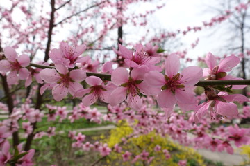 Horizontal branch of blossoming peach tree in spring
