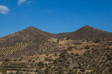 Hills with olive trees, Crete, Greece