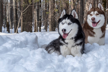 Portrait Siberian husky dogs lying in  snow
