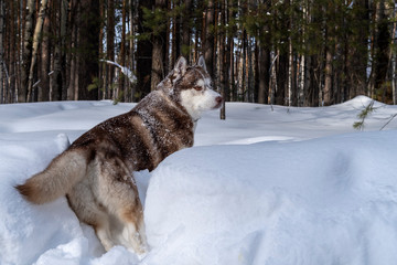 Husky dog in winter forest.