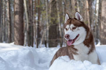 Portrait Siberian husky dog lying in  snow