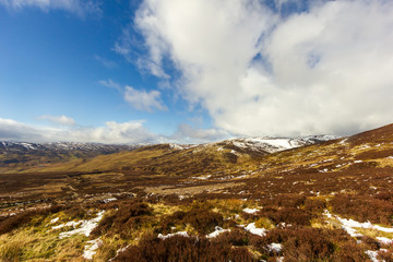 Fototapeta premium A view of heather and blaeberry plants with some snowy summits in the background under a majestic blue sky