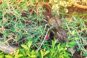 An artificial ant statue made from coconut, decorated on trees in the garden.