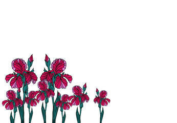 bright seamless patterns of red irises and petunias on a light background