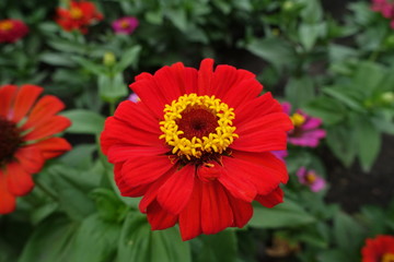 Closeup of red flower head of zinnia