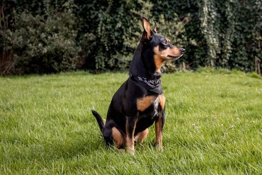 Dog dwarf pinscher on a green grass. - Image
