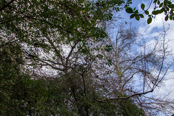 green leaves of a garden with blu