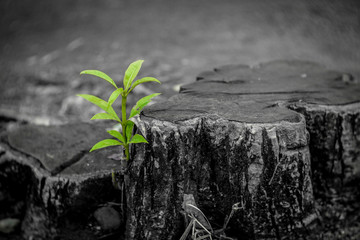 New growth from old concept. Recycled tree stump growing a new sprout or seedling. Aged old log...