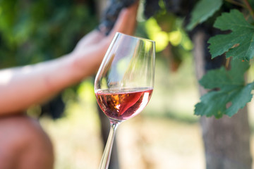 Man holding glass of red wine in vineyard field. Wine tasting in outdoor winery.