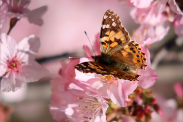 butterfly on flower